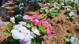 道の駅「大和路へぐり」ふれあい広場花壇の花々の植え替え
